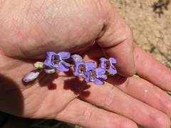 Penstemon pseudoputus