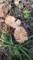 Abortiporus biennis