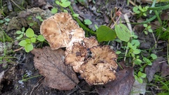 Abortiporus biennis