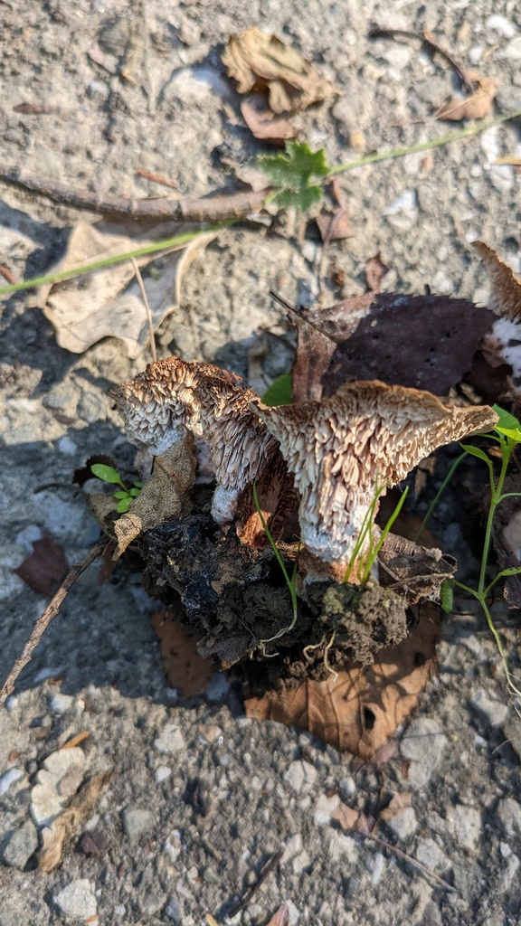 Abortiporus biennis · November 2022 · photo: © atsushi_nakajima_cirque (iNaturalist, cc-by)