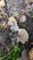 Abortiporus biennis