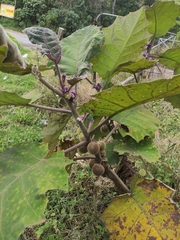 Solanum quitoense image