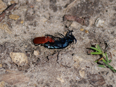 Pyrochroa serraticornis