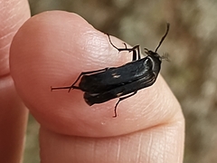 Ripiphoridae