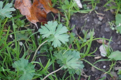 Geranium carolinianum