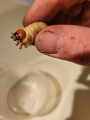 Lucanidae