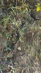 Epidendrum secundum
