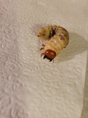 Lucanidae
