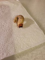Lucanidae