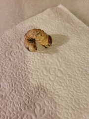 Lucanidae