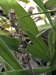 Plantago gaudichaudii