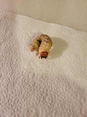 Lucanidae