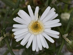 Asteridea pulverulenta