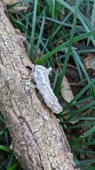 Lopharia cinerascens