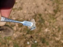 Plebejus melissa