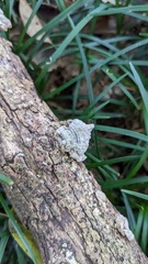 Lopharia cinerascens