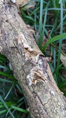 Lopharia cinerascens