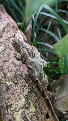 Lopharia cinerascens