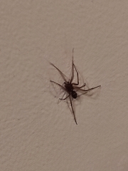 Steatoda nobilis