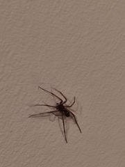 Steatoda nobilis