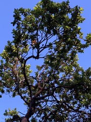 Arctostaphylos regismontana