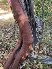 Arctostaphylos regismontana