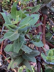 Arctostaphylos regismontana