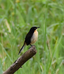 Donacobius atricapilla