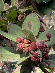 Arctostaphylos regismontana