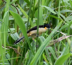 Donacobius atricapilla