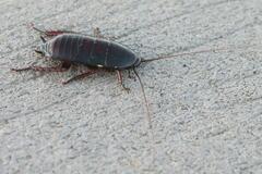 Eurycotis floridana