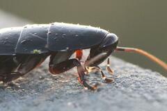 Eurycotis floridana