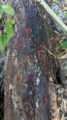 Hypoxylon