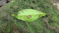 Terminalia oblonga