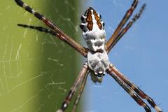 Argiope florida