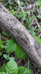 Chloridium gonytrichii