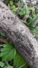 Chloridium gonytrichii
