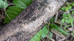 Chloridium gonytrichii