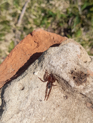 Asthenoctenus borellii