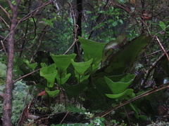 Hymenophyllum nephrophyllum