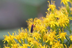 Prepops rubrovittatus