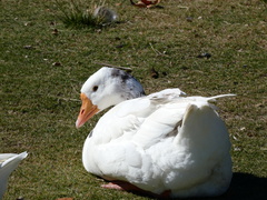 Anser anser domesticus × anser cygnoides domesticus