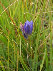 Gentiana pneumonanthe