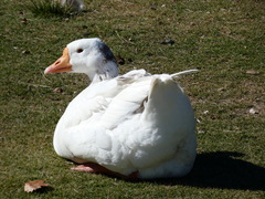 Anser anser domesticus × anser cygnoides domesticus