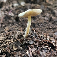 Bolbitius aleuriatus