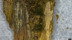 Chloridium gonytrichii