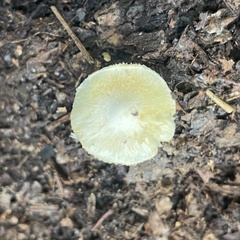 Bolbitius aleuriatus