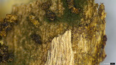 Chloridium gonytrichii