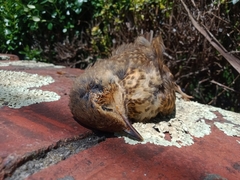 Turdus philomelos clarkei