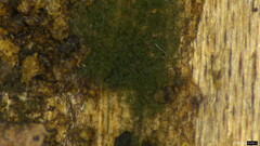 Chloridium gonytrichii